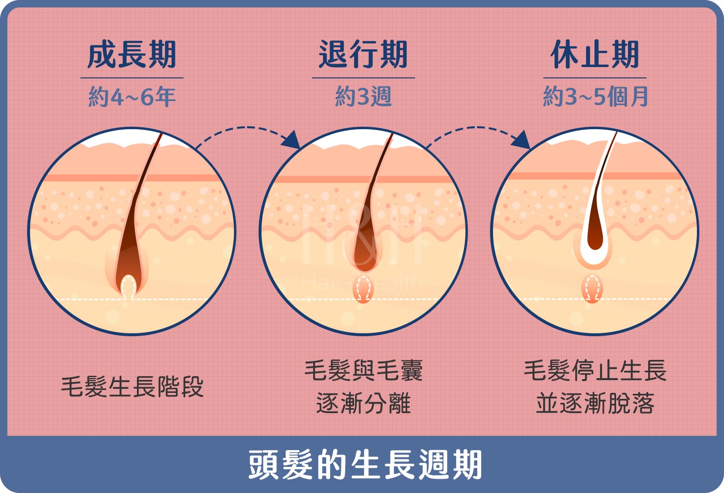 生長週期