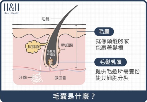 毛囊萎縮-毛囊是什麼？你認識你的毛囊嗎？-H&H